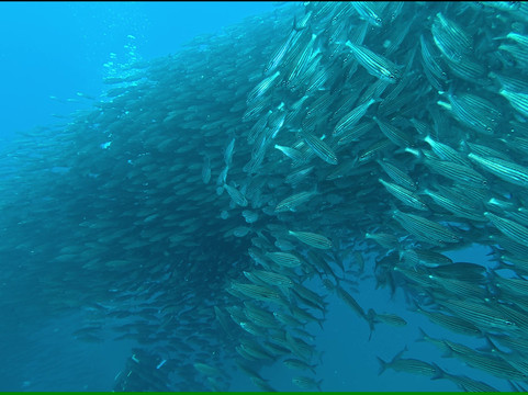 Scuba Iguana-阿约拉港必去景点