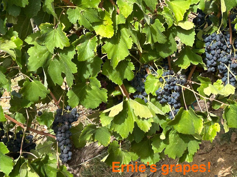 Ernie Els Wines-斯泰伦博斯必去景点