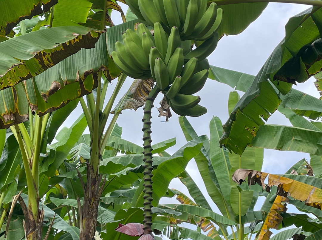 Banana Museum (Le Musee de la Banane)-马提尼克必去景点