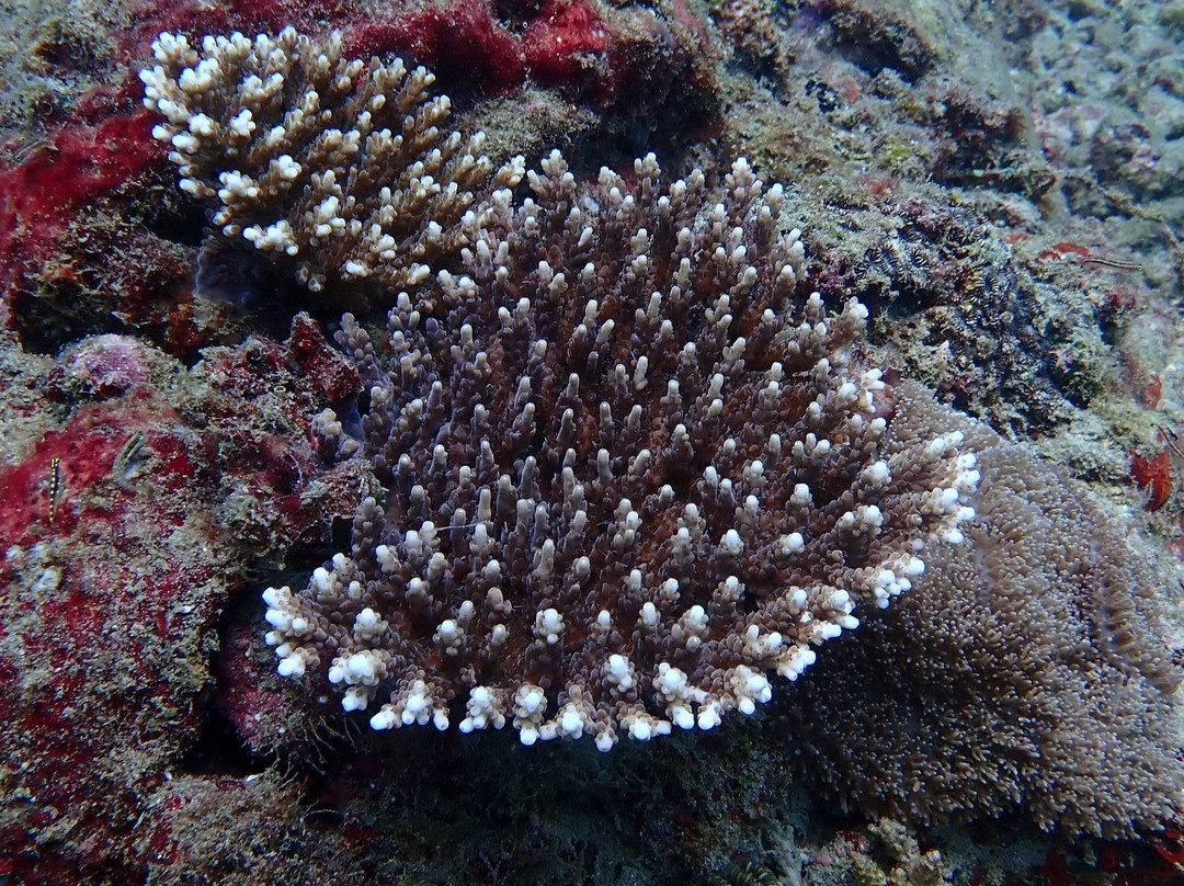 Kalpitiya Diving Center-卡尔皮蒂耶必去景点