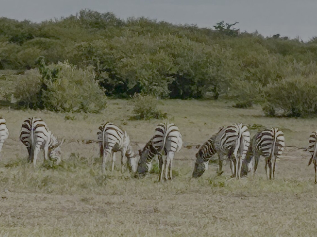 Gamewatchers Safaris-内罗毕必去景点