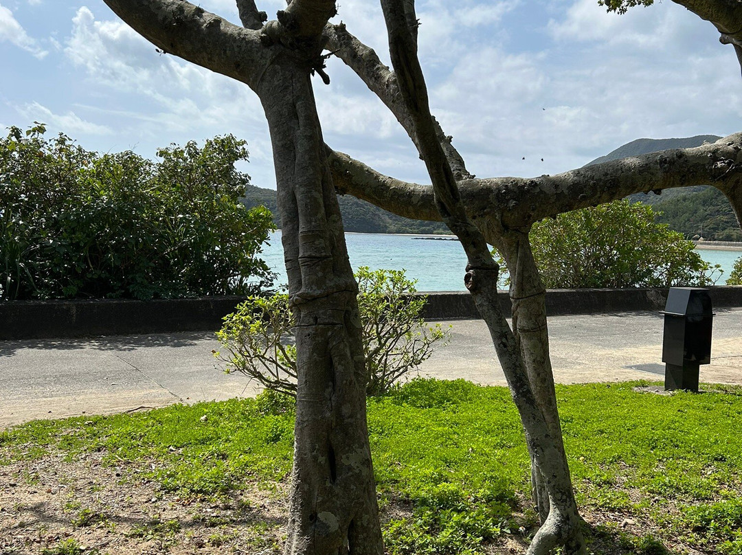 Osai no Gajumaru-濑户内町必去景点