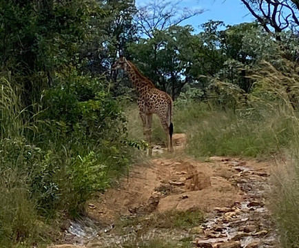 Mabalingwe Nature Reserve-贝拉贝拉必去景点