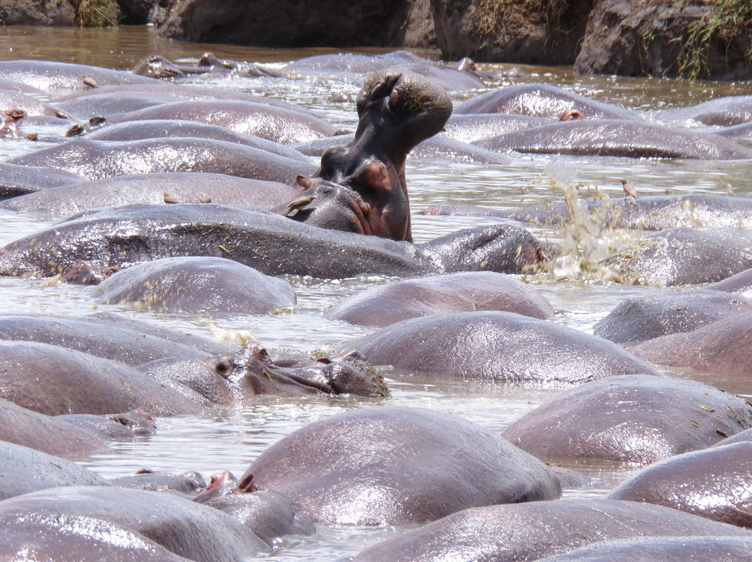 Shanjoy Tours and Safaris-Kikuyu必去景点