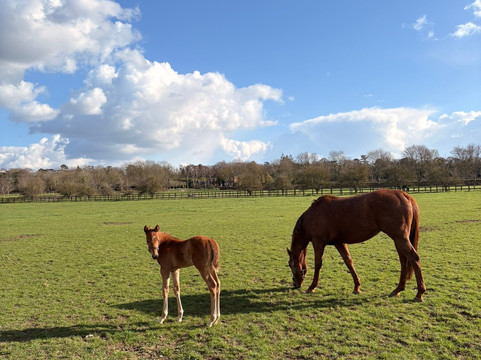 Discover Newmarket Tours-纽马克特必去景点