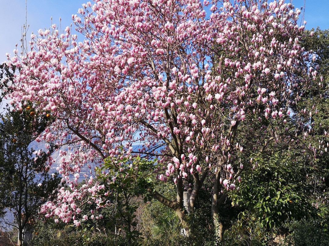 雷纳鲁民宿主图
