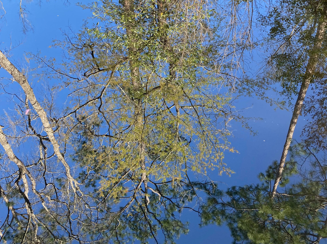 Okefenokee National Wildlife Refuge-Folkston必去景点