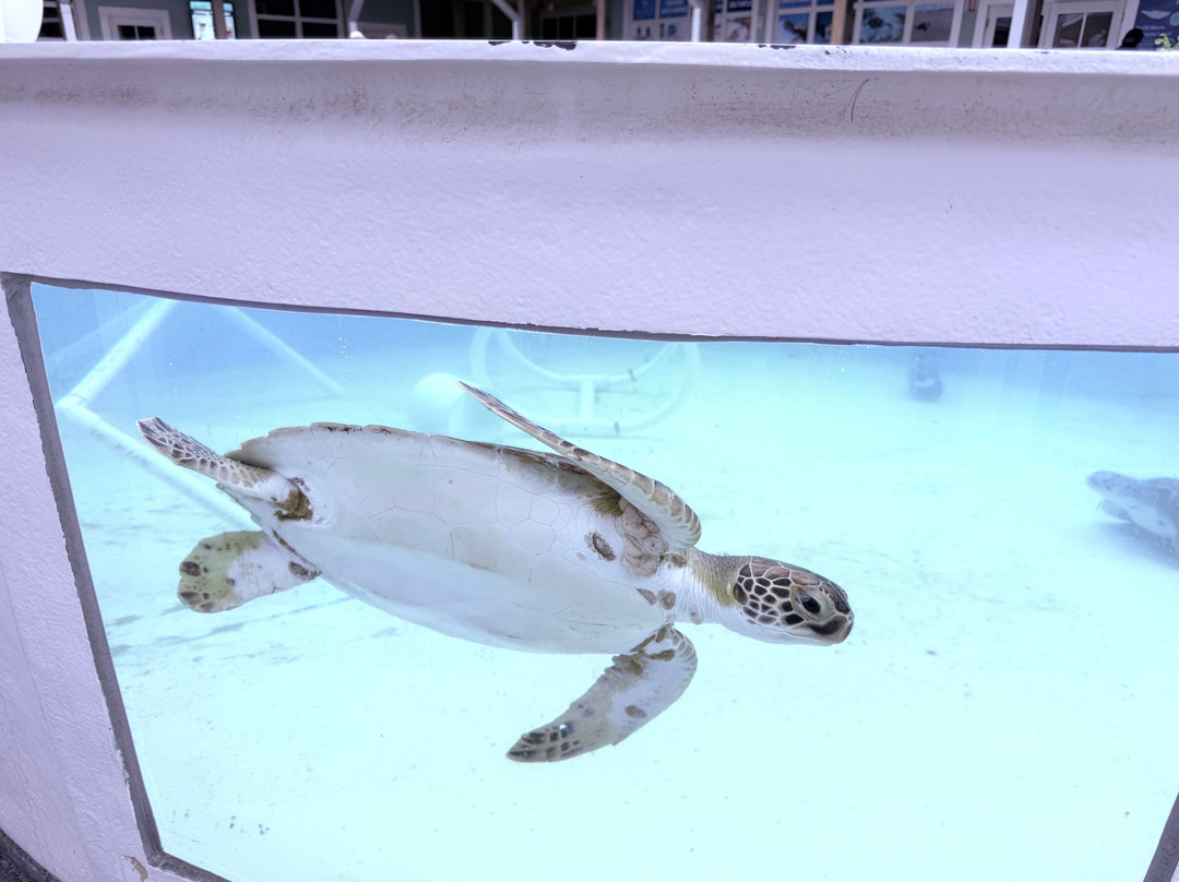 Loggerhead Marinelife Center-朱诺海滩必去景点