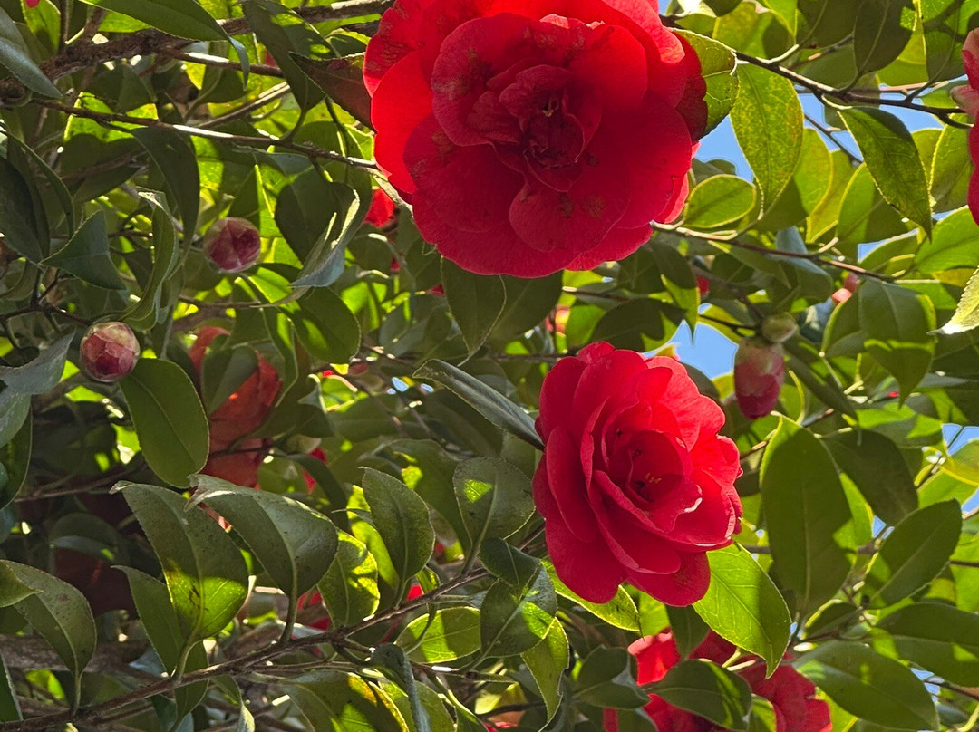 Camellia Park-洛迦诺必去景点