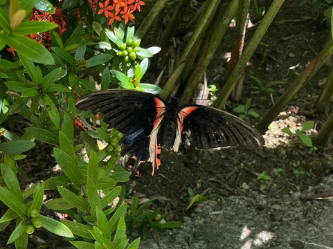 Siquijor Butterfly Sanctuary-锡基霍尔岛必去景点