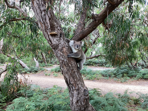 雷蒙德岛-Paynesville必去景点
