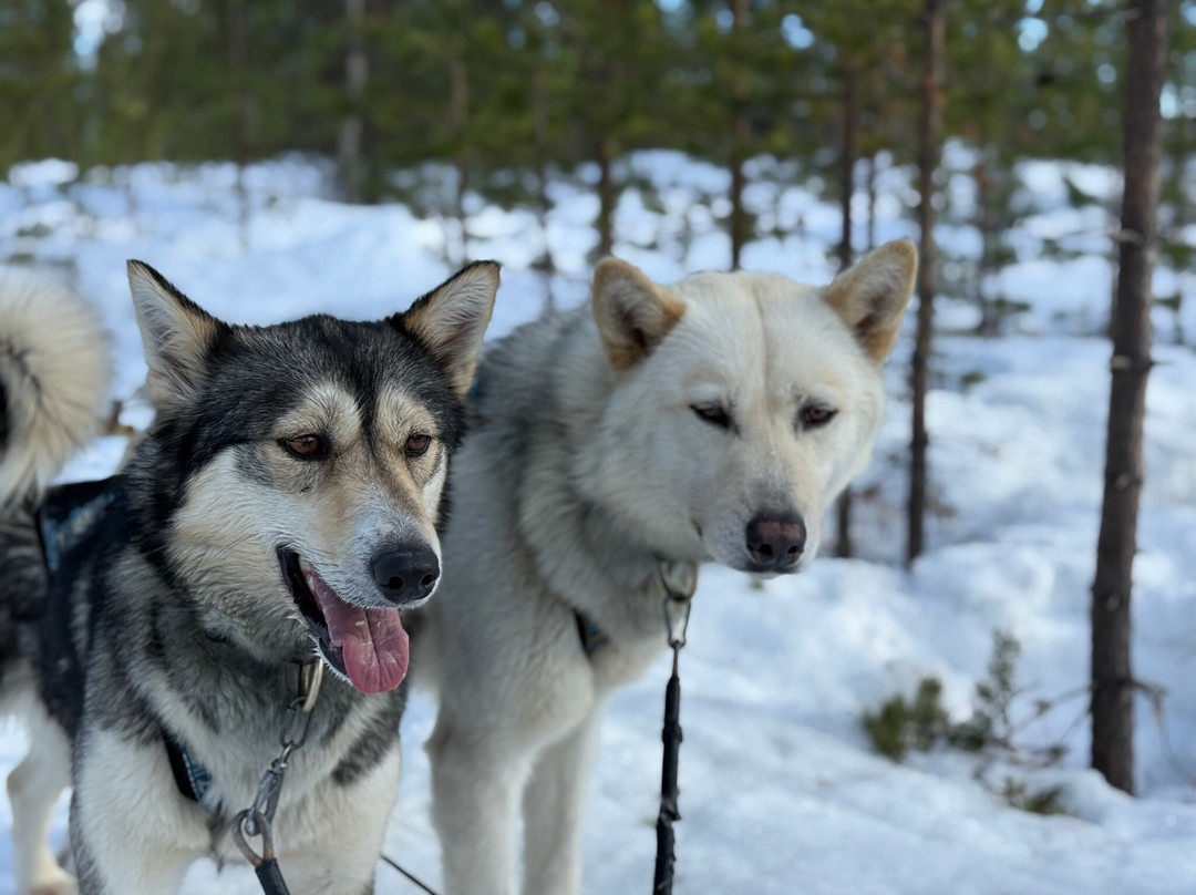 Taigausko Husky Experience-伊纳里必去景点