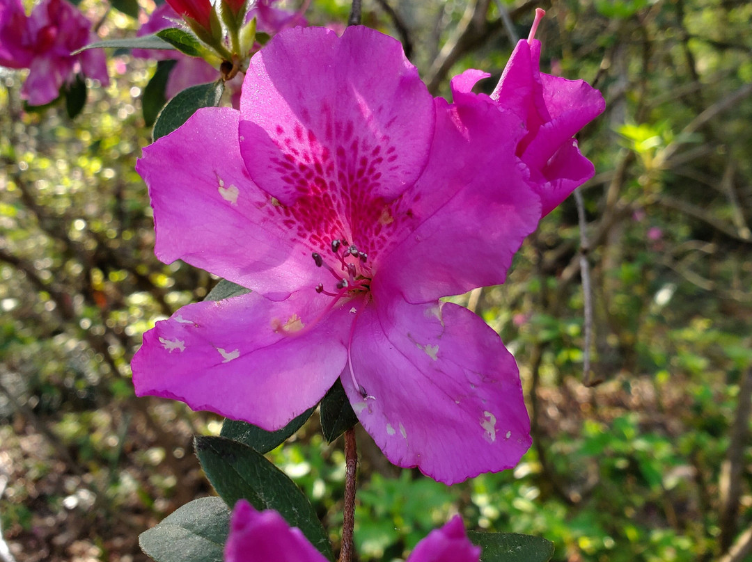 Parque Estatal Maclay Gardens-塔拉哈西必去景点