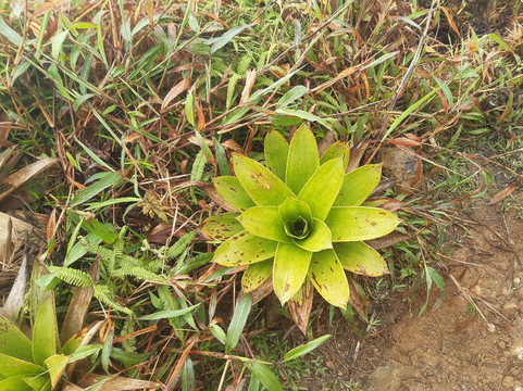 Symbiose Caraibes-Saint-Claude必去景点