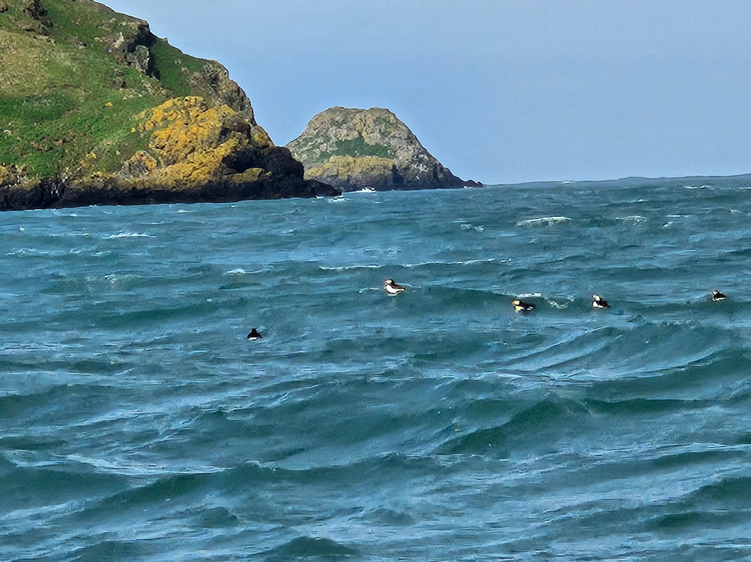 Pembrokeshire Islands Boat Trips-Skomer Island必去景点