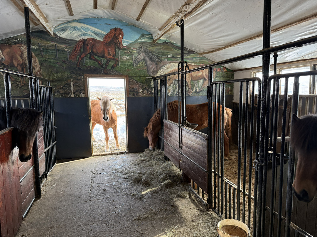 Sturlureykir Horses/Visiting HorseFarm-Reykholt必去景点