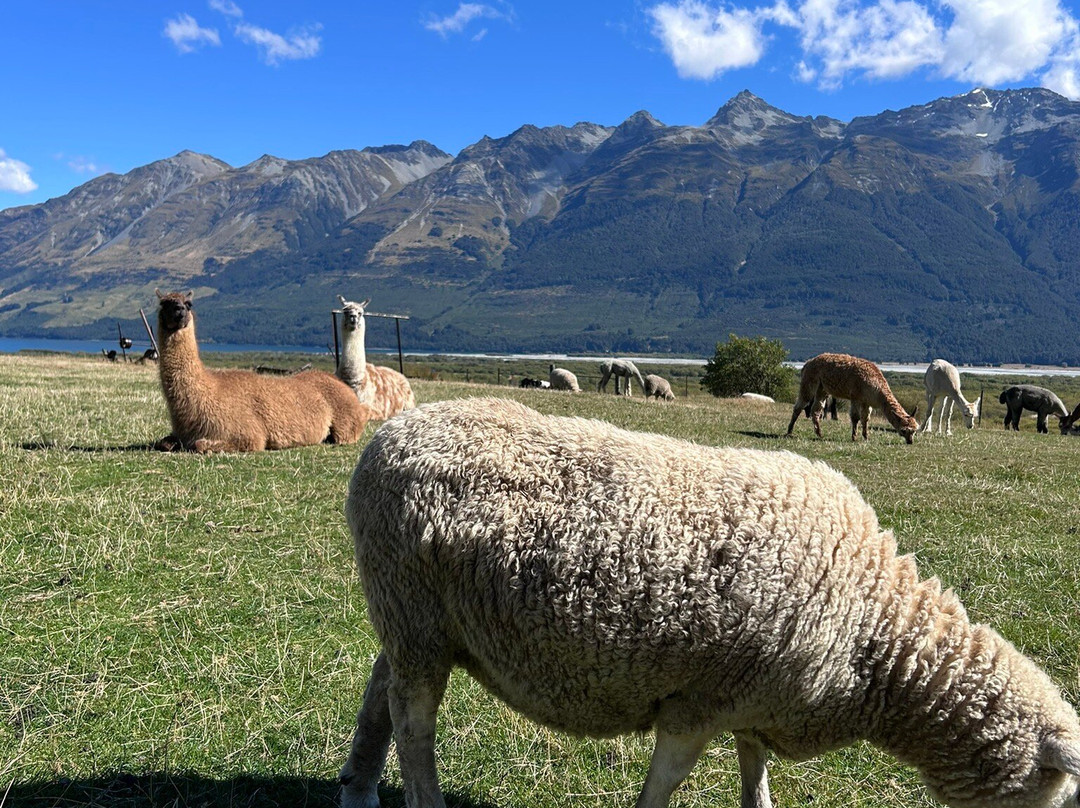 Glenorchy Animal Experience-格伦诺基必去景点