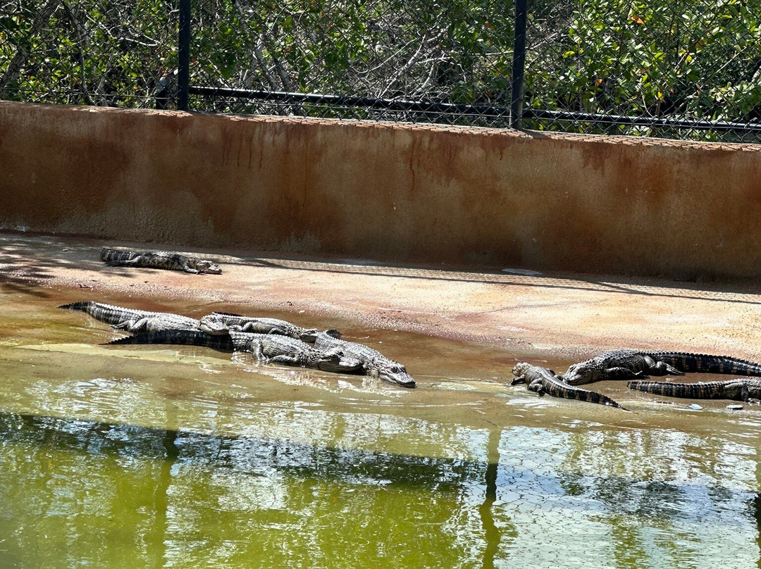 Wooten's Everglades Airboat Tour-奥乔皮必去景点