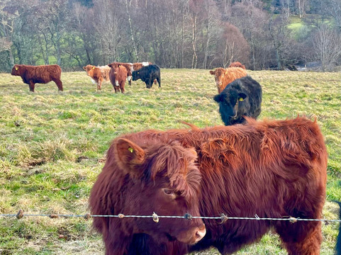 Glen Tanar National Nature Reserve-Aboyne必去景点