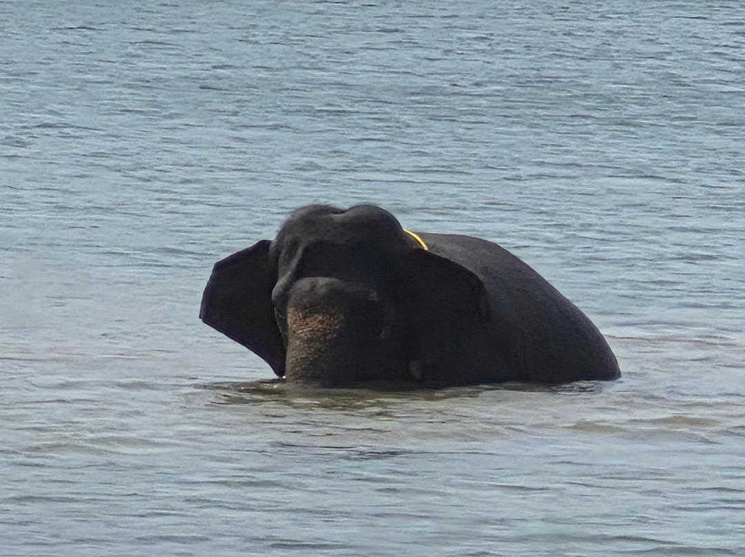 Elephant Rehabilitation Centre-提卢湾安塔普兰（特里凡德伦）必去景点