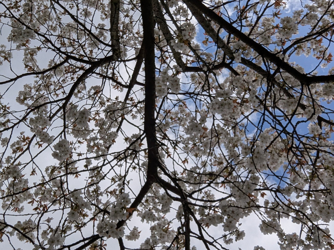 The Alnwick Garden-阿尼克必去景点
