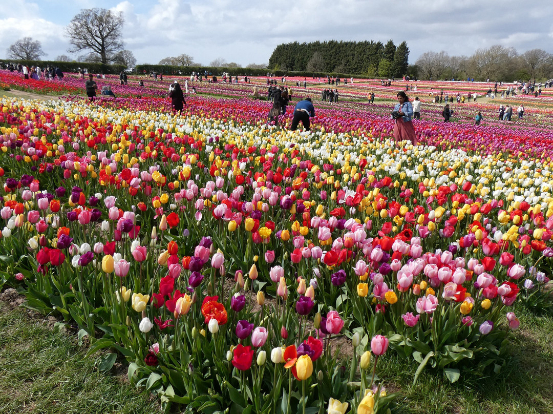 Tulleys Tulip Garden - Warwickshire-沃里克必去景点