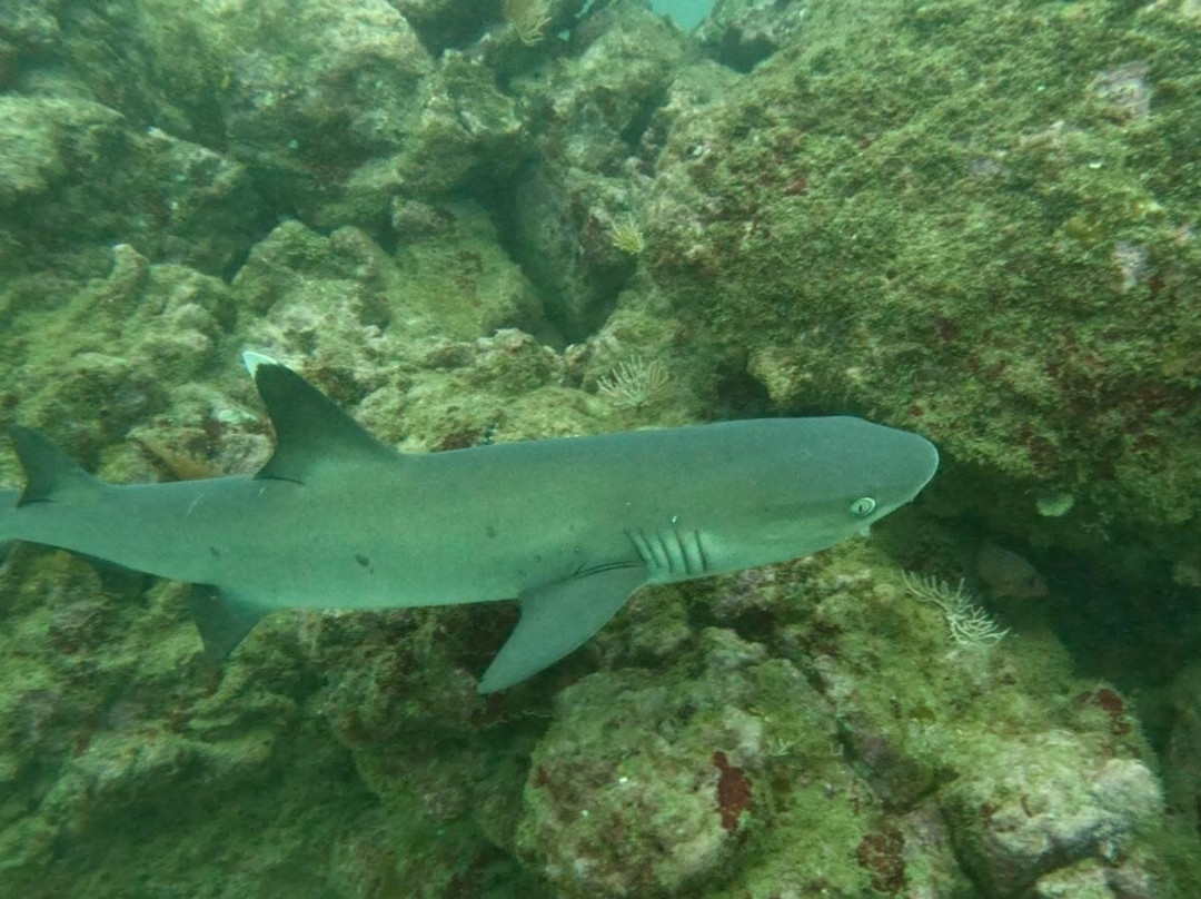 Costa Rica Adventure Divers-德雷克湾必去景点