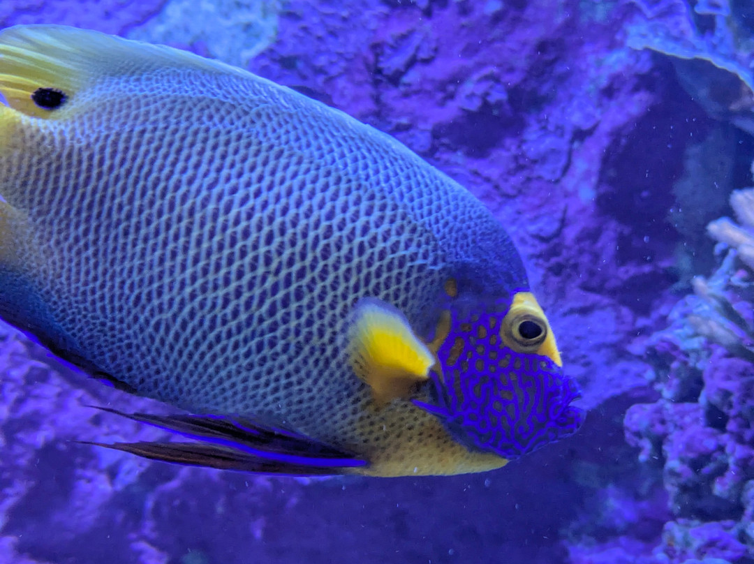 Seaquarium Institut Marin-勒格罗迪鲁瓦必去景点