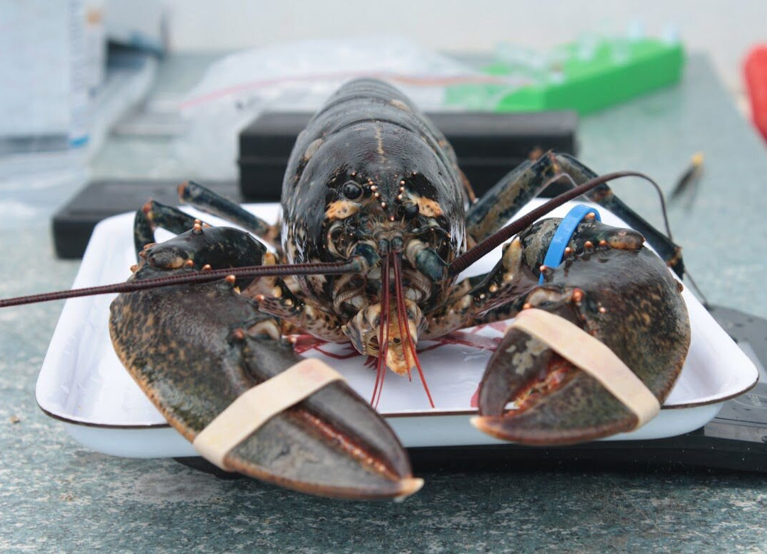 Marine Discovery Centre & Whitby Lobster Hatchery-惠特比必去景点