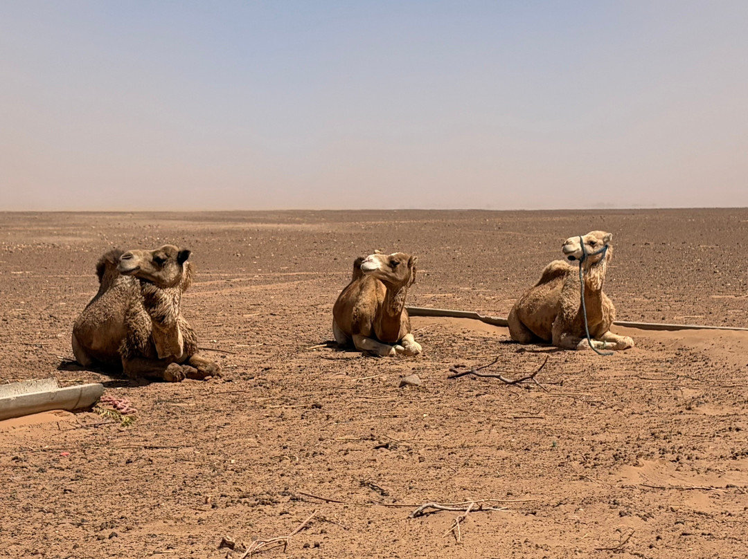 Bivouac Nour-迈哈米德必去景点