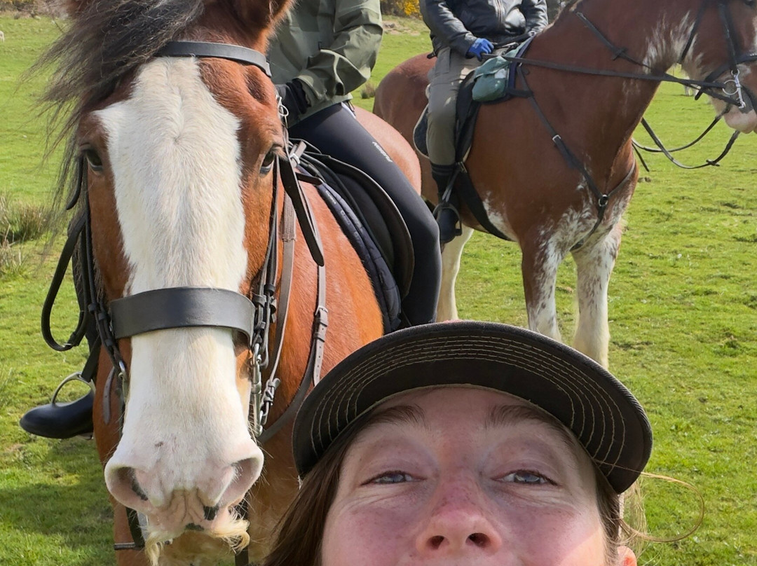 Cumbrian Heavy Horses-Millom必去景点