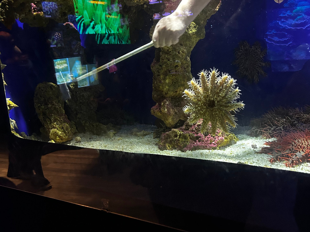 Underwater Observatory Marine Park-埃拉特必去景点