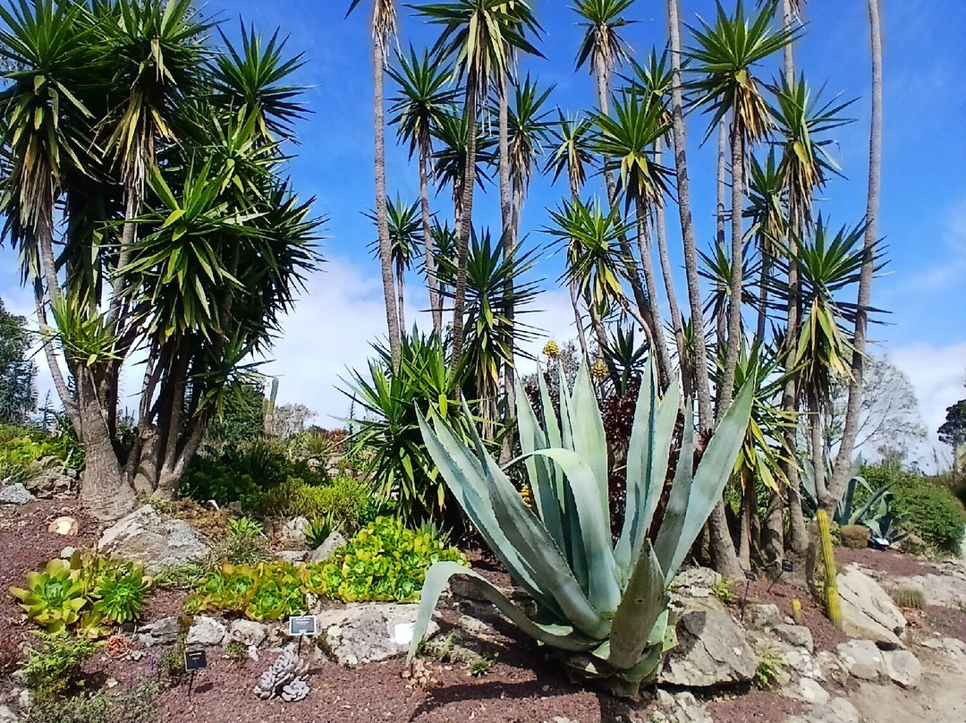 Jardin Exotique et Botanique de Roscoff-罗斯科夫必去景点