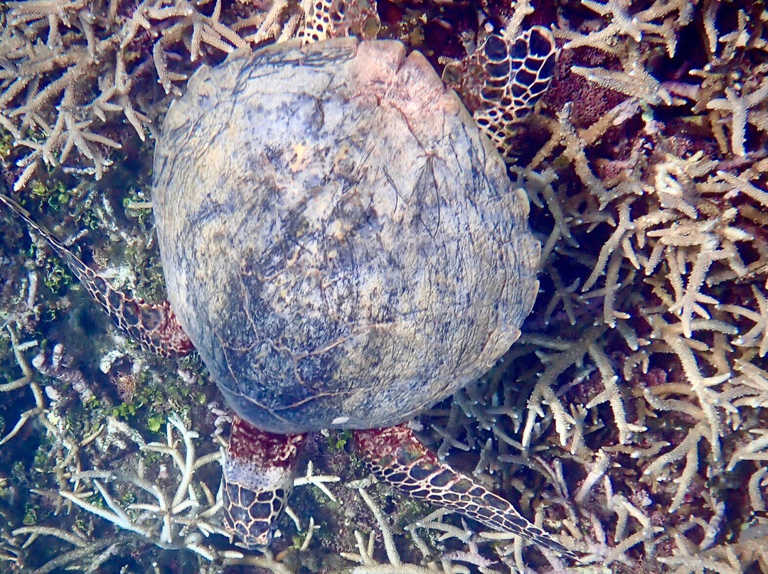 Aquarium des Lagons Nouvelle Caledonie-努美阿必去景点