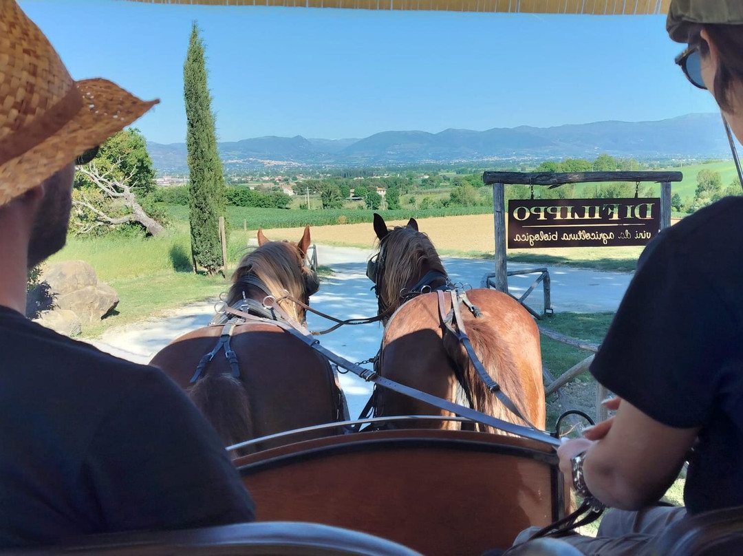 Di Filippo Winery-Cannara必去景点