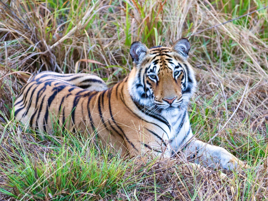 Tiger Journey-Tala必去景点