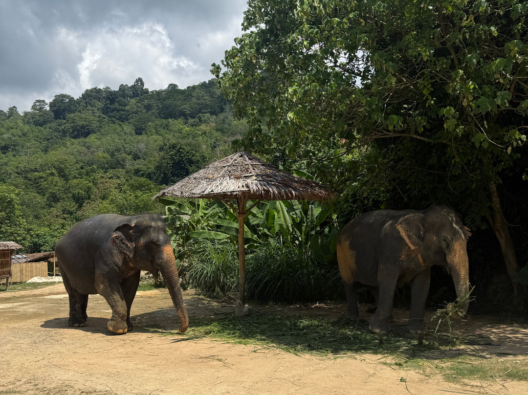 Hidden Forest Elephant Reserve-查龙必去景点
