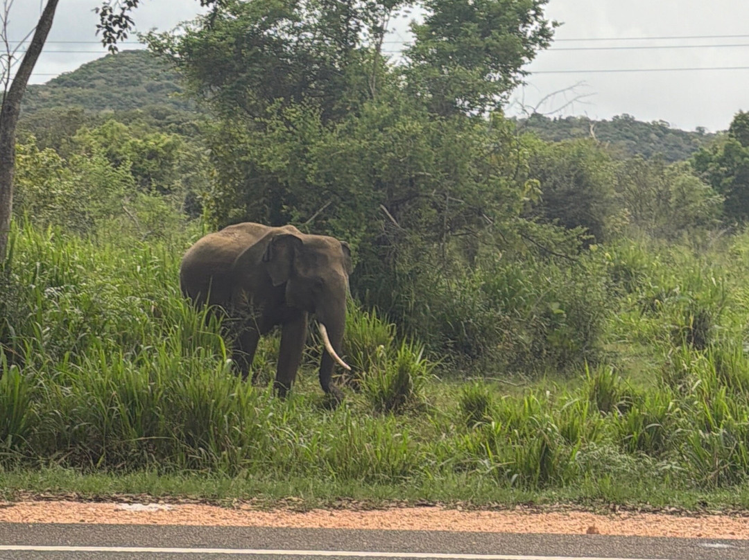 Simply Ceylon Tours-康提必去景点
