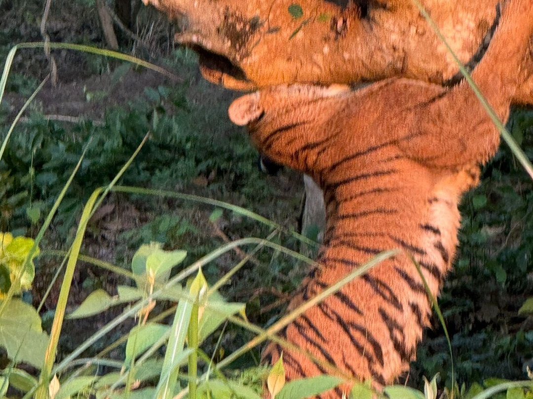 Dudhwa National Park-Dudhwa National Park必去景点