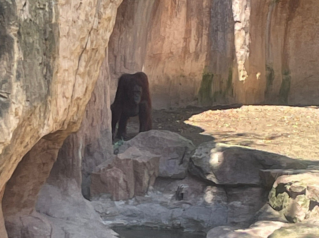 Bioparc Fuengirola-福恩吉罗拉必去景点