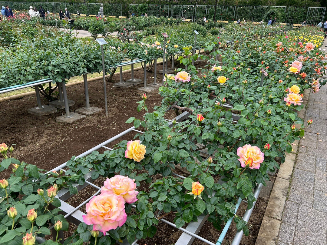 Jindai Botanical Park-调布市必去景点