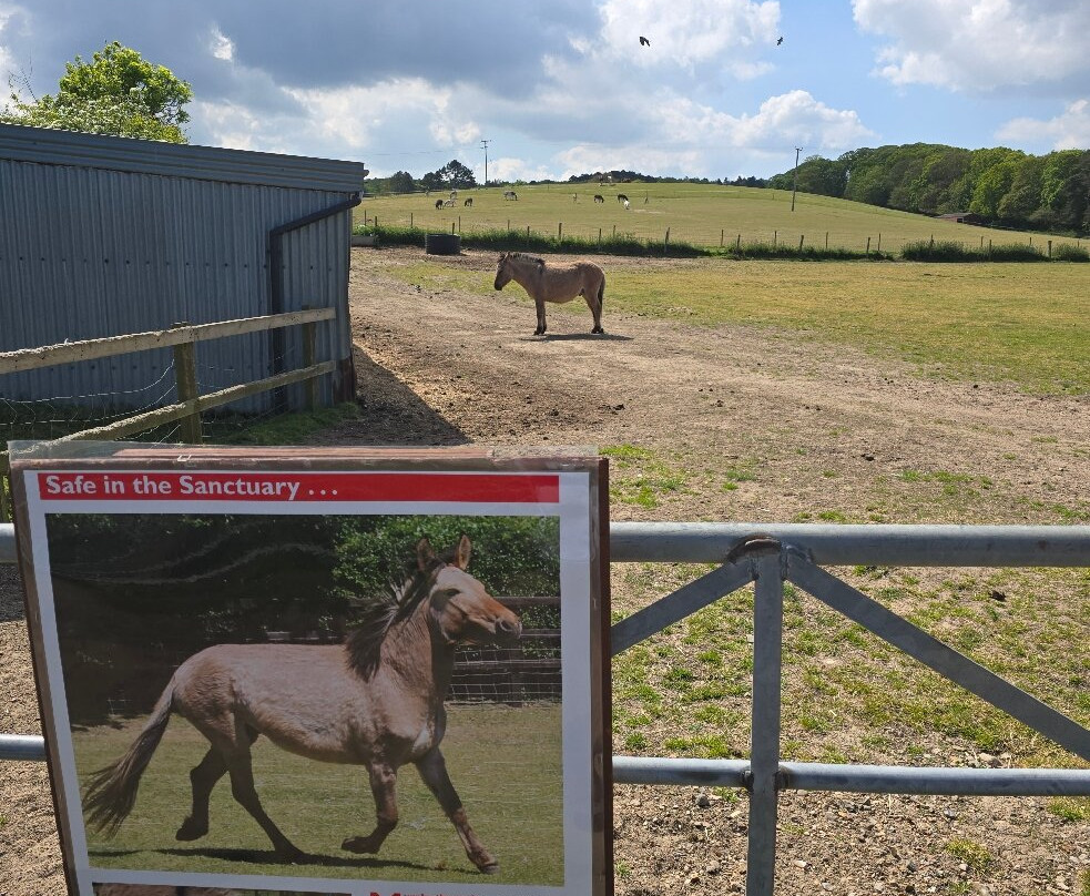 Hillside Shire Horse Sanctuary-West Runton必去景点