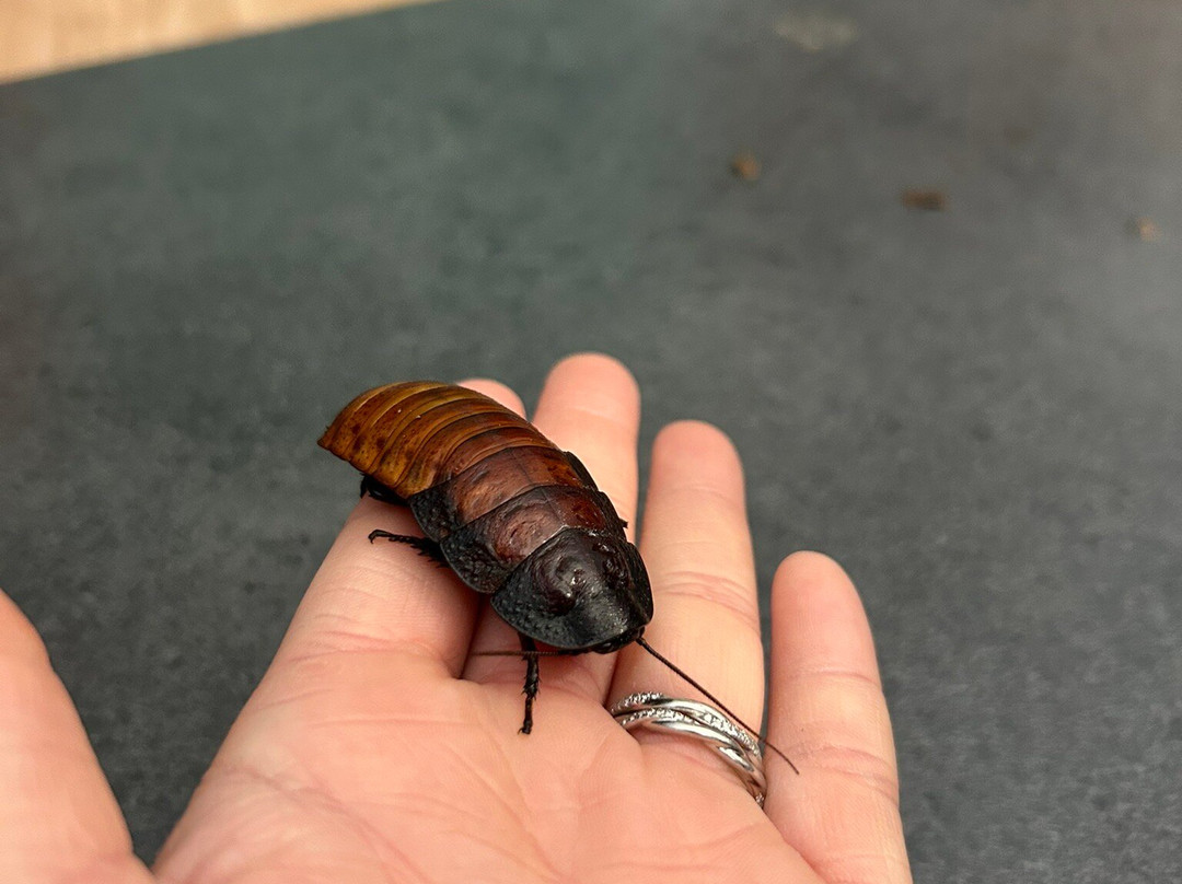 The Bug Parc-Lenwade必去景点