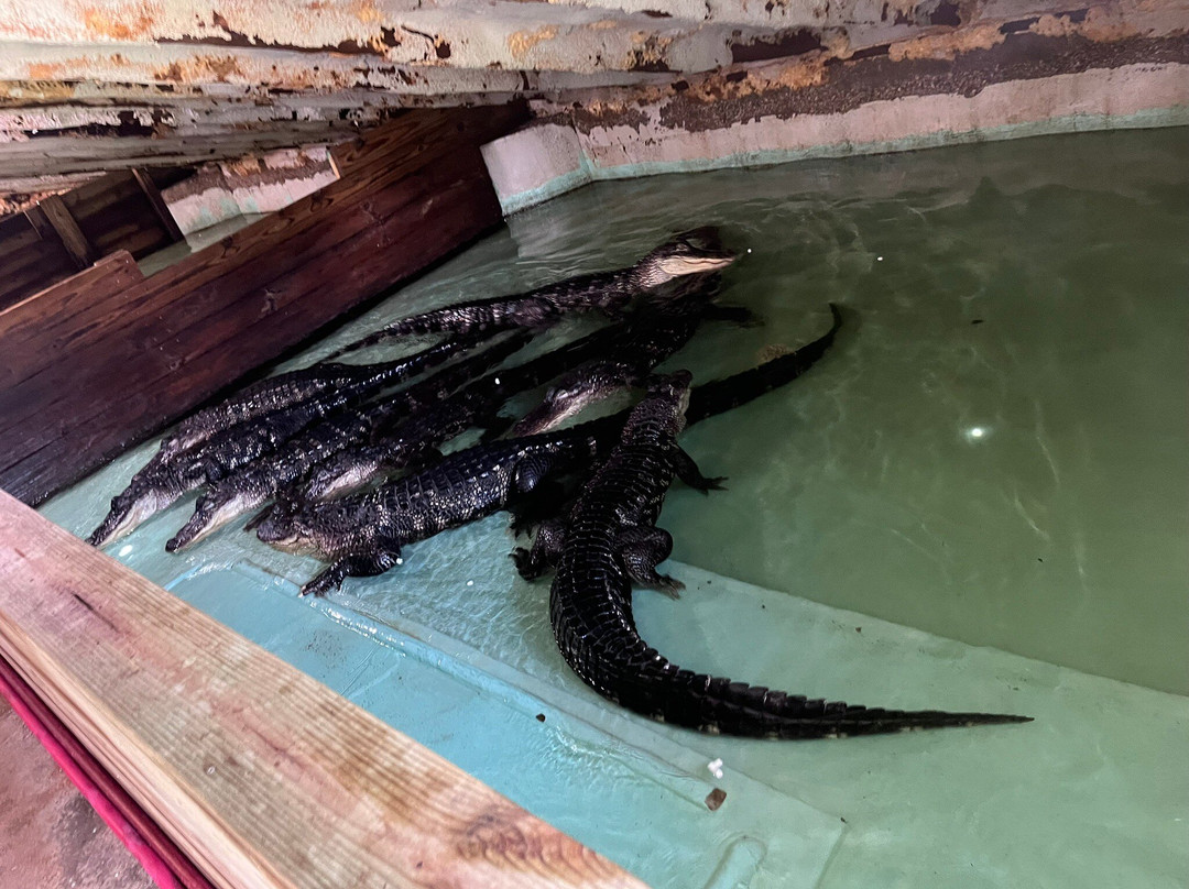 Insta-Gator Ranch & Hatchery-卡温顿必去景点