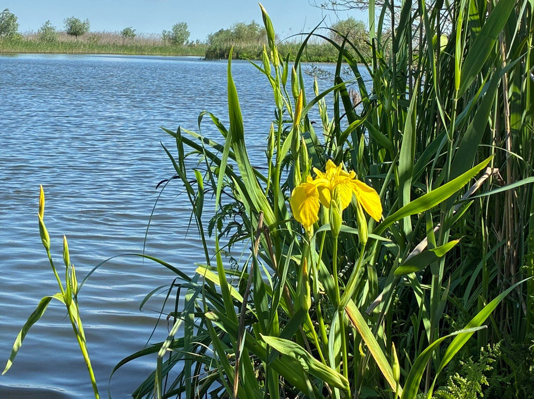 Danube Delta Guides And Birdwatching-Crisan必去景点