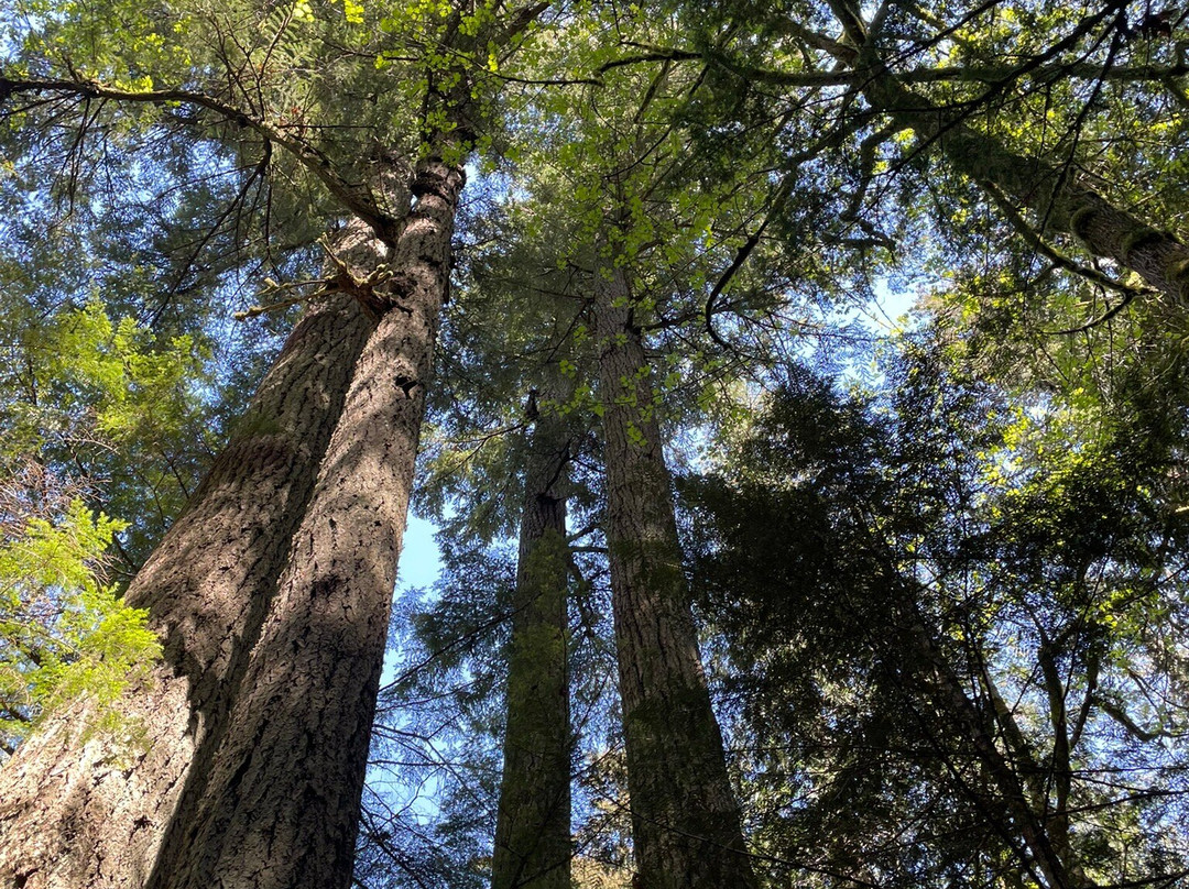 Cathedral Grove-艾伯尼港必去景点