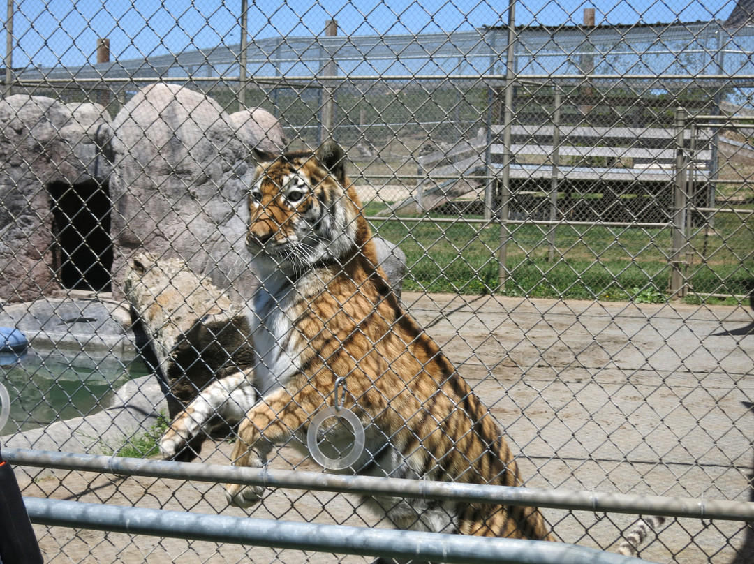 Lions, Tigers & Bears-Alpine必去景点