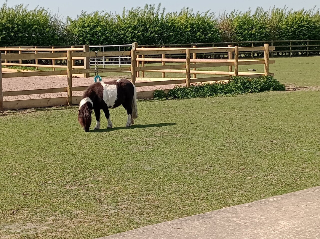 Bransby Horses-Bransby必去景点