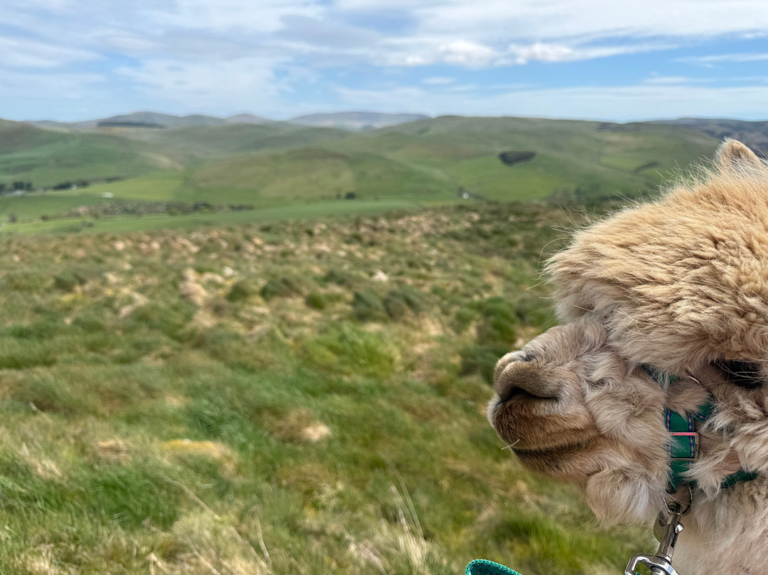 Beirhope Alpacas-Hownam必去景点