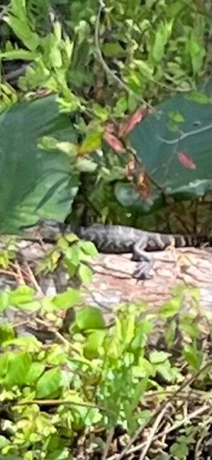 Alligator Kingdom Airboat Tours-Satsuma必去景点